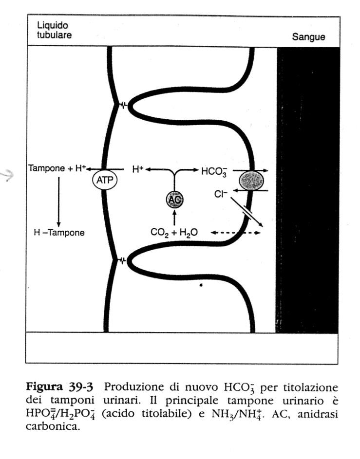 1. Neoformazione di bicarbonato 1.