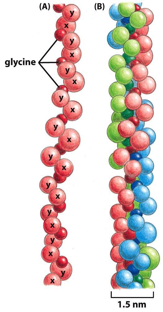 Figure 19-62 Molecular Biology of the Cell ( Garland Science