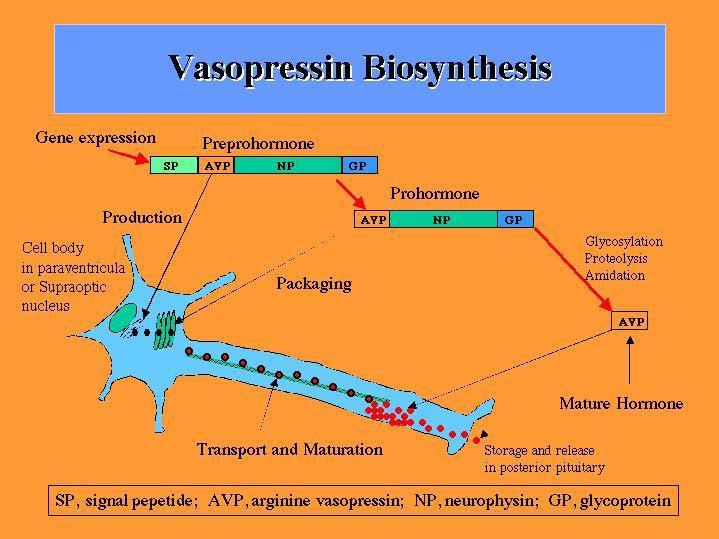 Biosintesi dell ADH L ADH prodotto dai nuclei ipotalamici viene incluso in granuli secretori con una