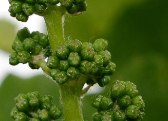 Fase fenologica: da grappoli separati a bottoni fiorali separati, fino a inizio fioritura per le