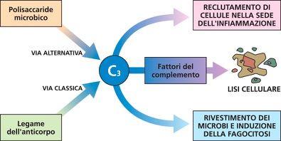 RUOLO dei LEUCOCITI Cascata proteolitica Funzione: difesa Migrazione in sede ---> diapedesi Riconoscimento IgA n, endotossine, elementi batterio Induzione Chemiotassi Aumento permeabilità vascolare 1.