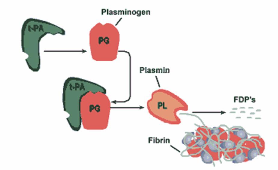 FIBRINOLYSIS Plasminogen tpa Fibrin Plasmin fibrin