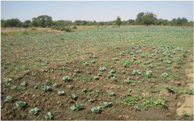 Attività N 3: Messa a coltura di 5 ettari di terreno a riso pluviale ed