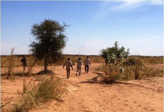 la produzione di semi di miglio, sorgo e fagiolino dell occhio che sono le colture maggiormente coltivate nella