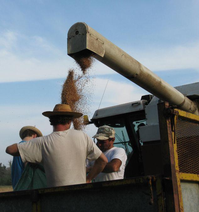 L'esperienza della Sterpaia è un tentativo di aggregare gli agricoltori nella produzione di una serie di prodotti di alta qualità che non hanno bisogno di irrigazione, di concimi e fitofarmaci.