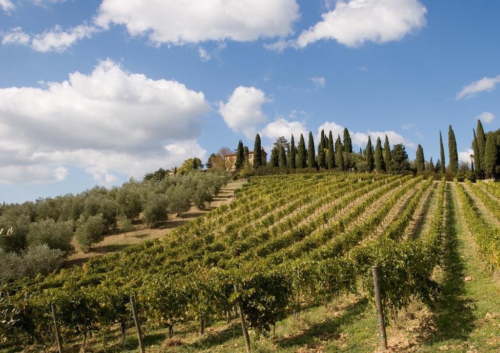 La Toscana: territorio e vigneti Filari di uve pregiate crescono sulle dolci colline, tra splendidi paesaggi e antiche vie, che diventano veri itinerari da seguire per chi desidera perdersi tra