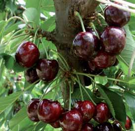 Vignola. L albero è di vigore elevato, lento nella messa a frutto di media, talvolta scarsa produttività. Preferibile l impiego su portinnesti di vigore contenuto.