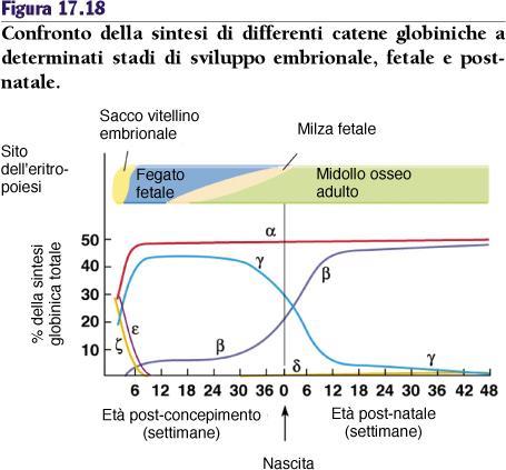 Attività genica