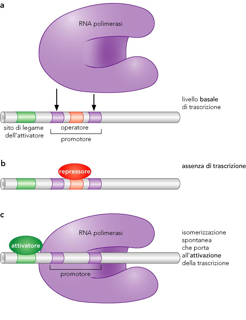 Meccanismo: attivazione per mezzo del reclutamento della RNA polimerasi Molti promotori sono regolati