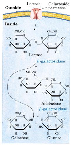 I geni La fonte di energia preferite da E.coli e glucosio.