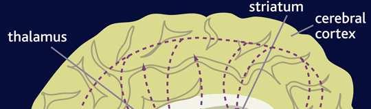 Glutamatergic pathways in the brain Principali vie glutammatergiche Vie