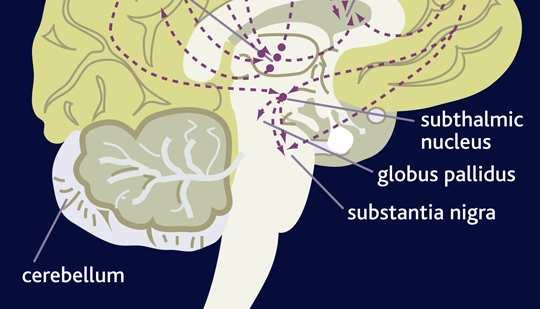 ippocampali Altre vie glutammatergiche Proiezioni tra la corteccia, substantia