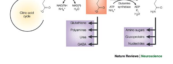 Sintesi e metabolismo del glutammato nel sistema nervoso centrale Precursori: Glucosio 1. Glicolisi 2. Ciclo di Krebs 3.