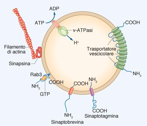 Ogni processo coinvolge proteine diverse: 1. Sinapsine: famiglia di 4 proteine deputate all ancoraggio delle vescicole di secrezione al citoscheletro.