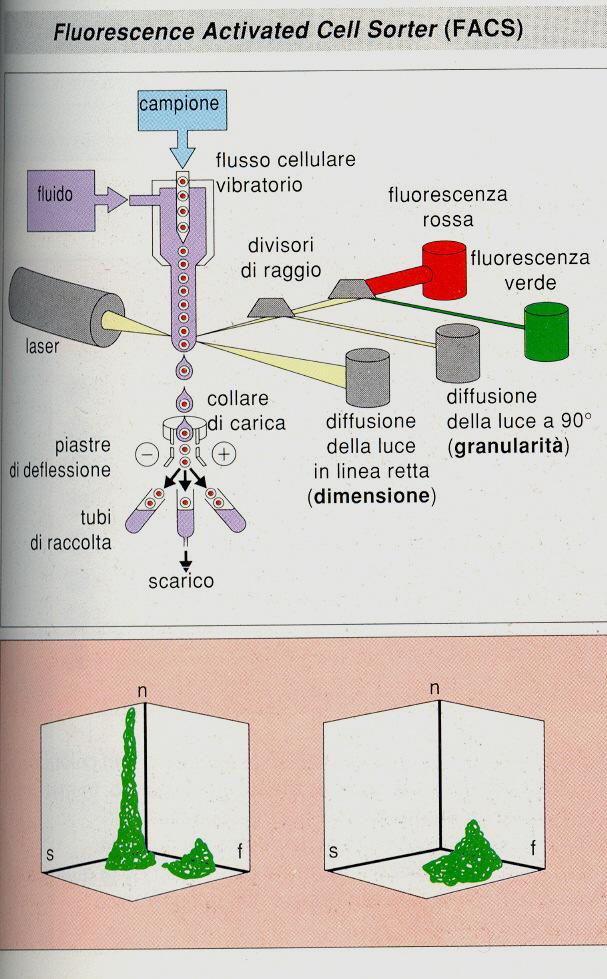 Le cellule vengono marcate con Ab coniugati con un fluorocromo e diluite in un volume maggiore di soluzione salina che passa attraverso un