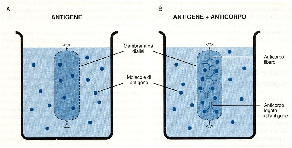 DIALISI ALL EQUILIBRIO Misuro l affinità di un anticorpo per l antigene (Ka) 1000 dal Per