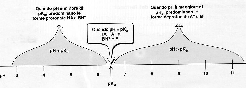 Gli AL sono basi deboli Log forma ionizzata = pk a -ph forma non ionizzata Questa dipendenza dal ph puo essere clinicamente importante, perche i tessuti infiammati sono spesso acidi e, quindi, sono