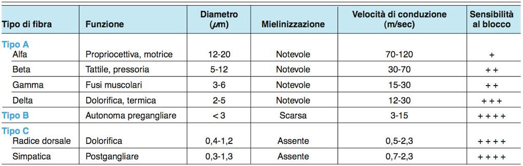 Diametro e mielinizzazione Piccole fibre C e Aδ bloccate prima di grandi fibre Aγ, Aβ, Aα Nei nervi mielinizzati e necessario che > 2-3 nodi di Ranvier successivi siano bloccati per impedire