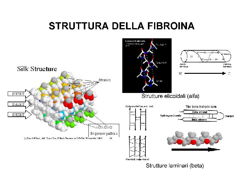 Figura 3 - Struttura spaziale fibroina Figura 4 - Struttura della fibroina e del β-sheet antiparallelo