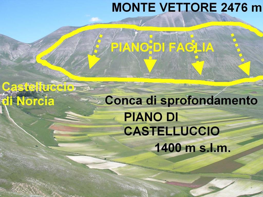 FAGLIA MONTE