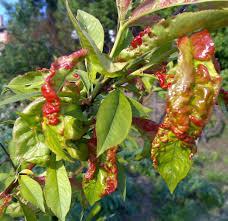 CONVERGENZA SINTOMATICA agenti diversi causano su