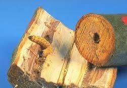 Il legno dell annata nelle piante deperenti è estesamente imbrunito e colonizzato da funghi tracheomicotici del genere Phaeoacremonium.