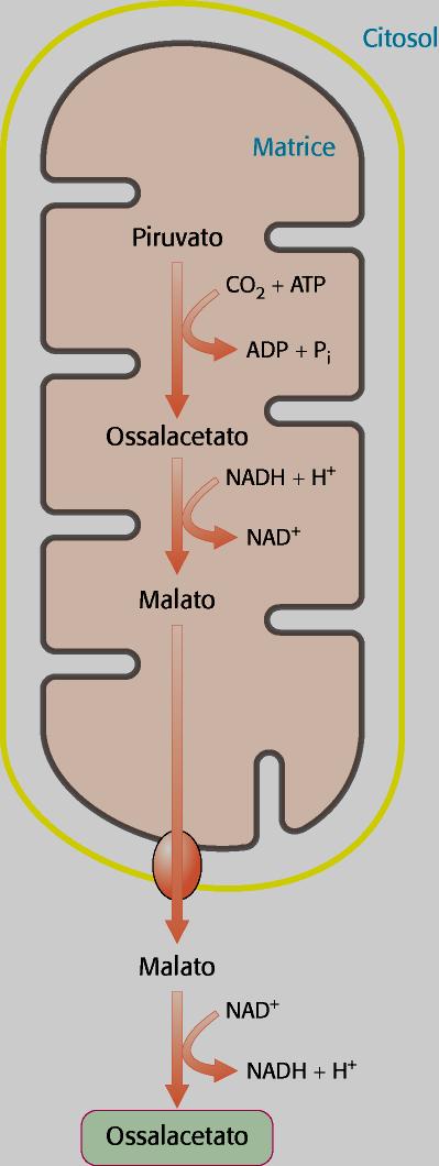 IN CONDIZIONI DI FORTE IPOGLICEMIA: TUTTO L ossalacetato presente nel mitocondrio, viene sottratto ad altre vie metaboliche e indirizzato verso la gluconeogenesi.