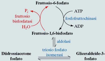 FosfoFruttochinasi 1 Glicolisi H GLUCONEOGENESI Gluconeogenesi Glucosio 6-fosfato