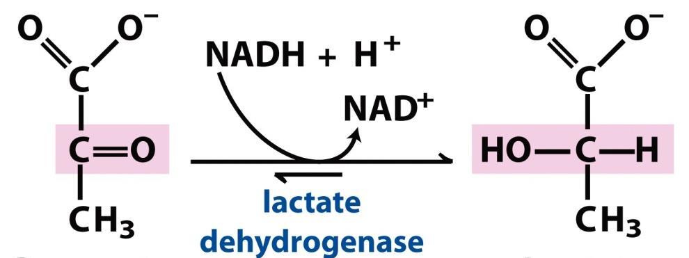 METABOLISMO ANAEROBIO Il NADH viene ri-ossidato attraverso la Fermentazione lattica o alcolica, in questo modo la glicolisi può continuare a procedere e a produrre ATP anche se la