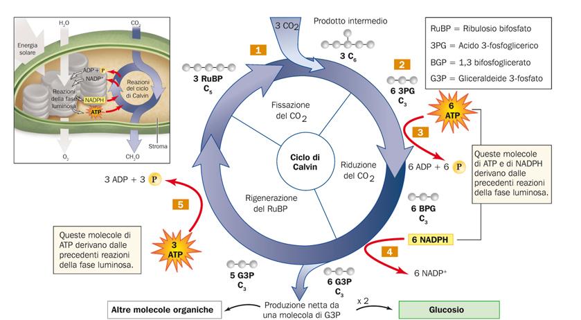 Il ciclo di Calvin produce carboidrati Durante le reazioni indipendenti dalla luce, il ciclo di Calvin consuma l