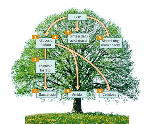 Le piante partono dai carboidrati per la sintesi di altre molecole organiche Negli organismi fotosintetici, gli zuccheri semplici (G3P)
