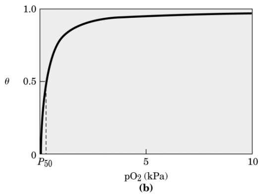 Legame dell ossigeno alla mioglobina Θ = [O 2 ]/[O 2 ]