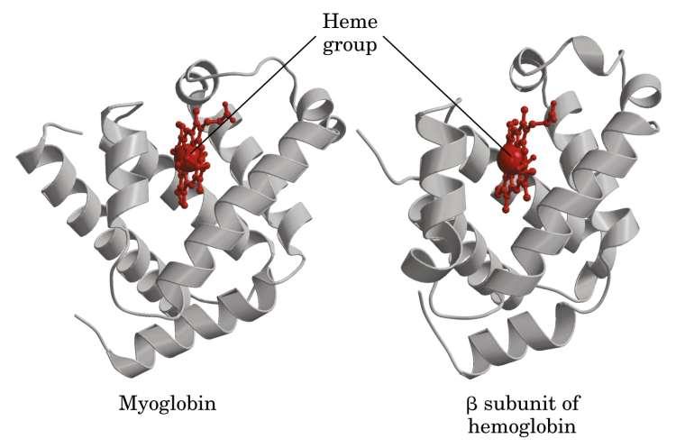 La catena dell emoglobina è molto simile
