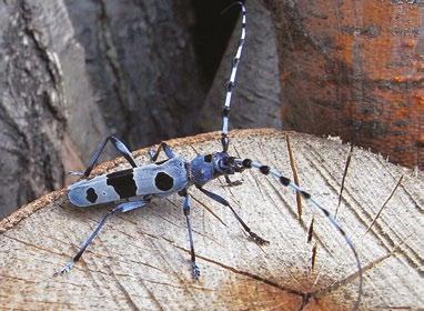 LA BIODIVERSITA L Area Protetta è divisa in due zone distinte. La più ampia e settentrionale, comprende il crinale principale che si eleva fino ai 1508 del monte Navegna e ai 1436 del Cervia.