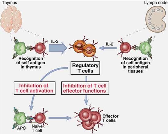 periferici dove mantengono tolleranza «natural Treg» or «thymic Treg» Possono