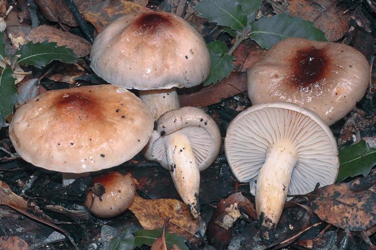 Massi M. Habitat: cresce nei boschi di latifoglie, in autunno, non molto comune. H. lindtneri appartiene alla sezione Discoidei.