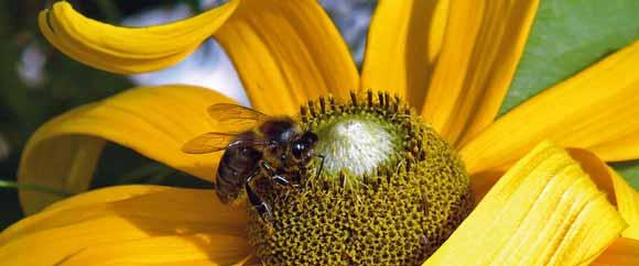 neonicotinoidi in relazione alla tristemente famosa «sindrome dello spopolamento degli alveari», detta anche moria delle api.