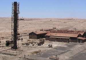 l albero Tamarugo, l unico che vive nel deserto grazie alle profonde radici che penetrano nel terreno fino a incontrare l acqua nelle profonde falde sotterranee.