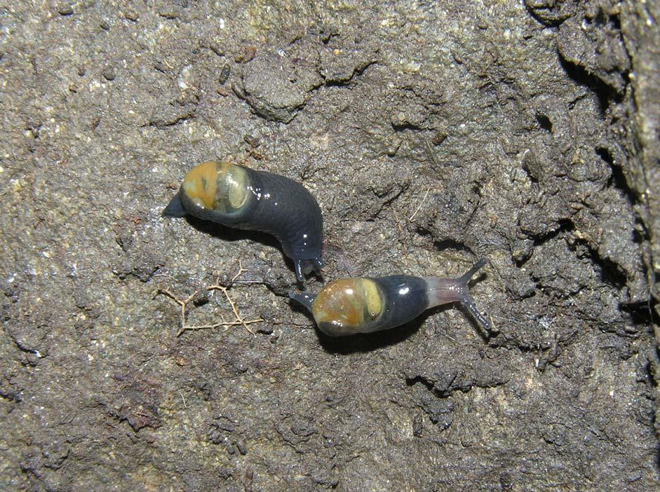 Vitrinobrachium baccettii Giusti & Mazzini, 1971 (Carta 3) Gasteropode dalla conchiglia verde pallido, trasparente e fragile, molto più piccola del corpo dell animale, di colore grigio ardesia.