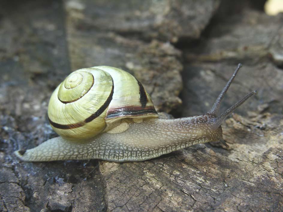 Cepaea nemoralis (Linnaeus, 1758) (Carta 7) Elicide edule di taglia media (fino e oltre 3 cm di diametro).