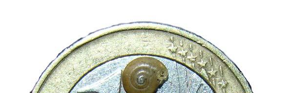 Fig. 27. Aegopinella pura, piccolo gasteropode trovato nelle faggete del Comprensorio delle Tre Limentre.