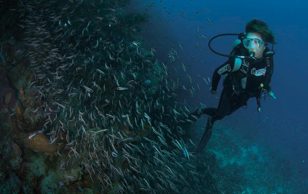 ENGLISH: The Gara 2000HF is the fin used extensively by world class free divers diving to record depths.