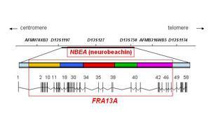 Mappaggio dei genomi Mappe fisiche Mappe genetiche Mappe citologiche Mappe fisiche localizza la precisa posizione dei geni sul