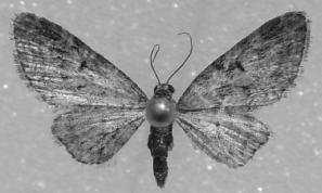 Nuovi reperti di Geometridi (Lepidoptera) per la Sicilia 393 Fig. 1 Eupithecia lentiscata Mabille, 1869; Laghetti di Marinello; ; apertura alare: 15 mm.