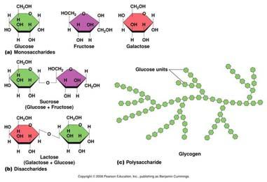 jpg Glicogeno: forma di accumulo di α glucosio nelle cellule