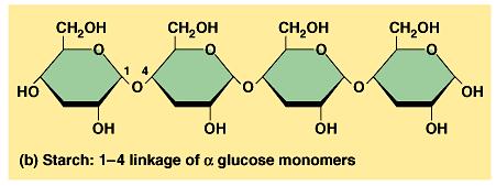 Il glicogeno come riserva di energia [4] Quando il glucosio non é necessario come fonte di energia metabolica, il glicogeno viene sintetizzato enzimaticamente a partire dal glucoso 6 fosfato nella