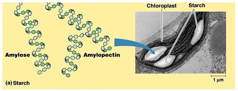 Amido [2] Una forma non ramificata dell amido, l amilosio, forma una elica stabilizzata da legami di idrogeno. Le forme ramificate, come l amilopectina, sono più complesse.