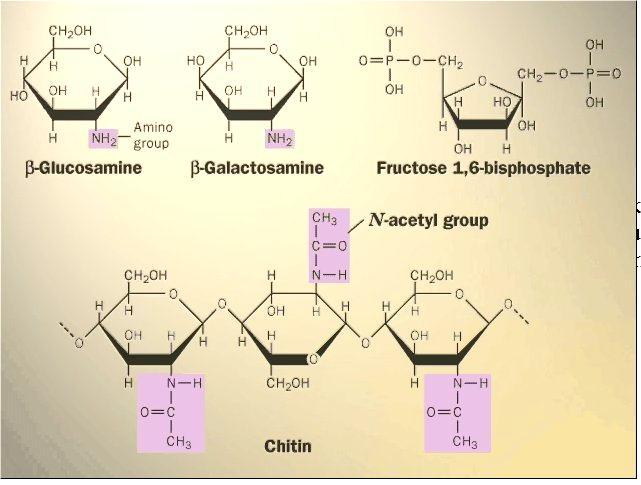 Acido sialico, nelle glicoproteine e glicolipidi