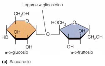 Glucosio + Glucosio = Maltosio Disaccaridi (riserve energetiche prontamente utilizzabili) Saccarosio («zucchero