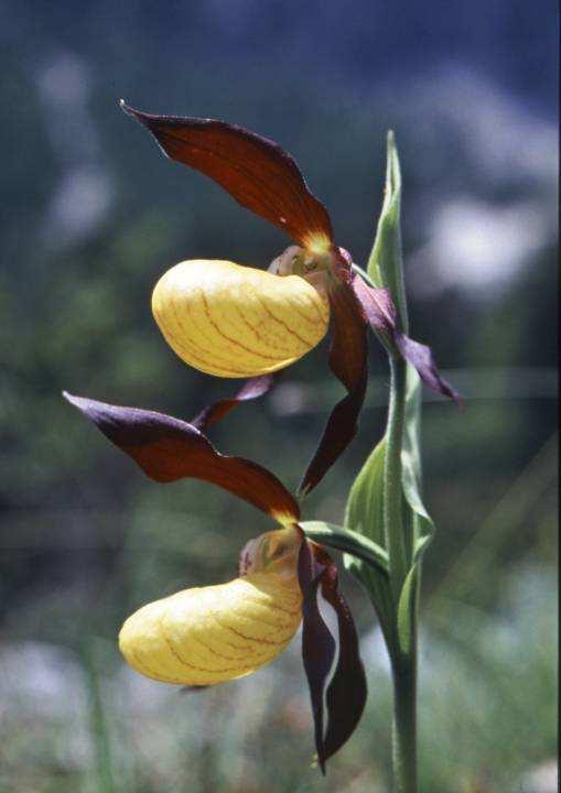 Dati floristico vegetazionali